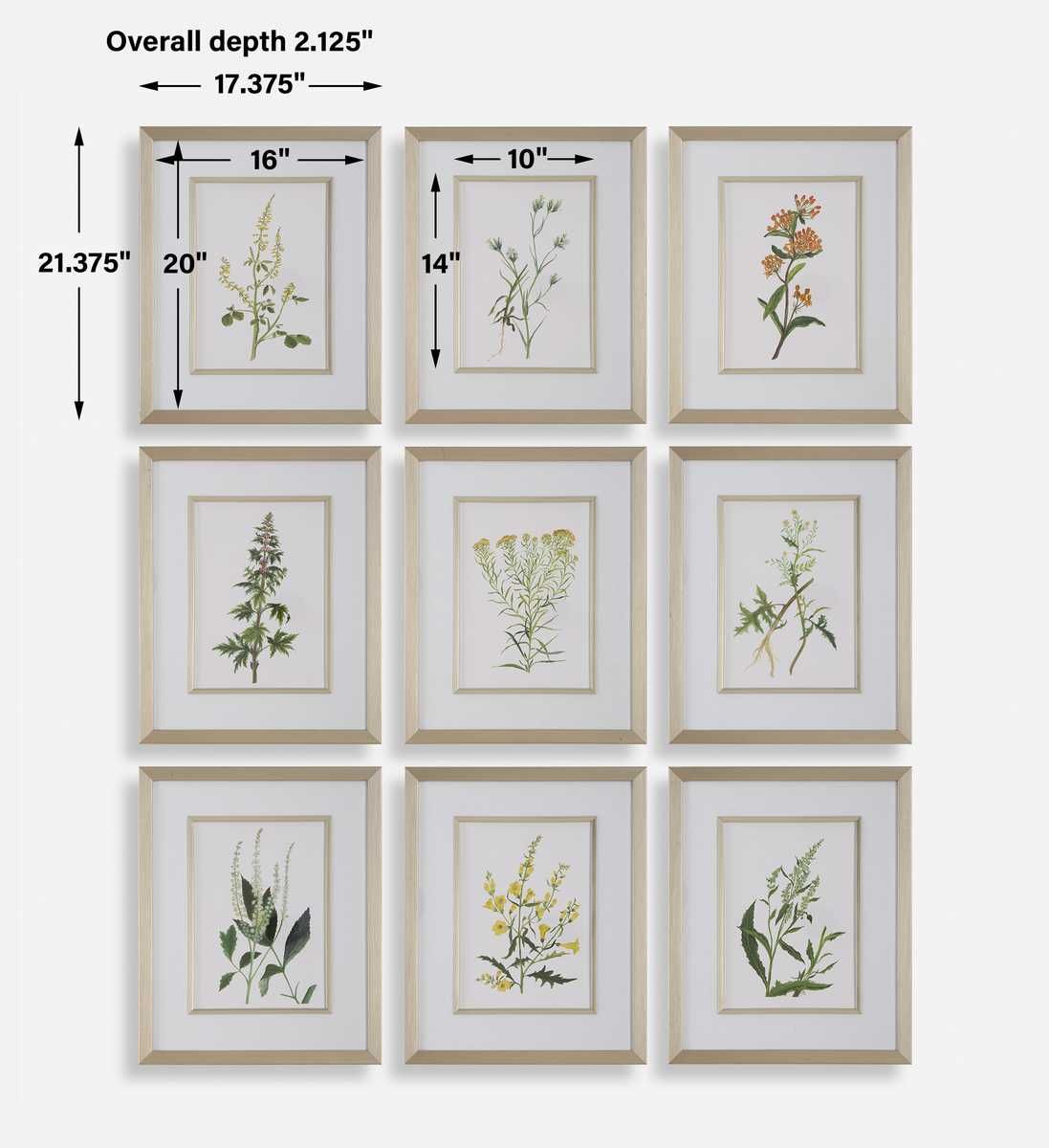 Botanical Flowers Framed Prints, S/9 – Art by Uttermost | Sutter & Vale