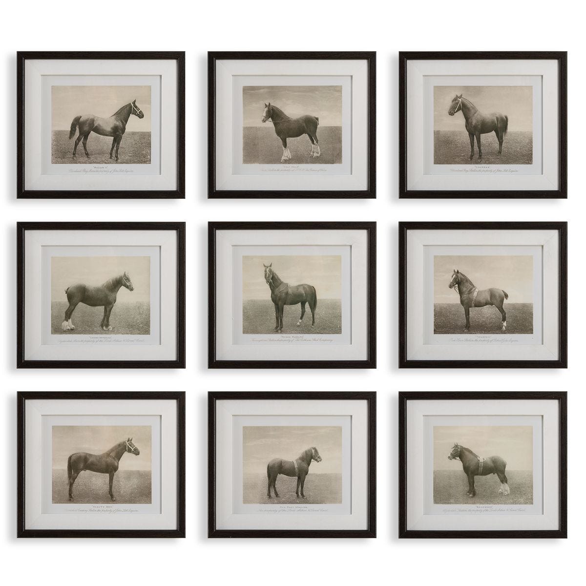 Equine Dynasty Framed Prints, S/9 – Art by Uttermost | Sutter & Vale
