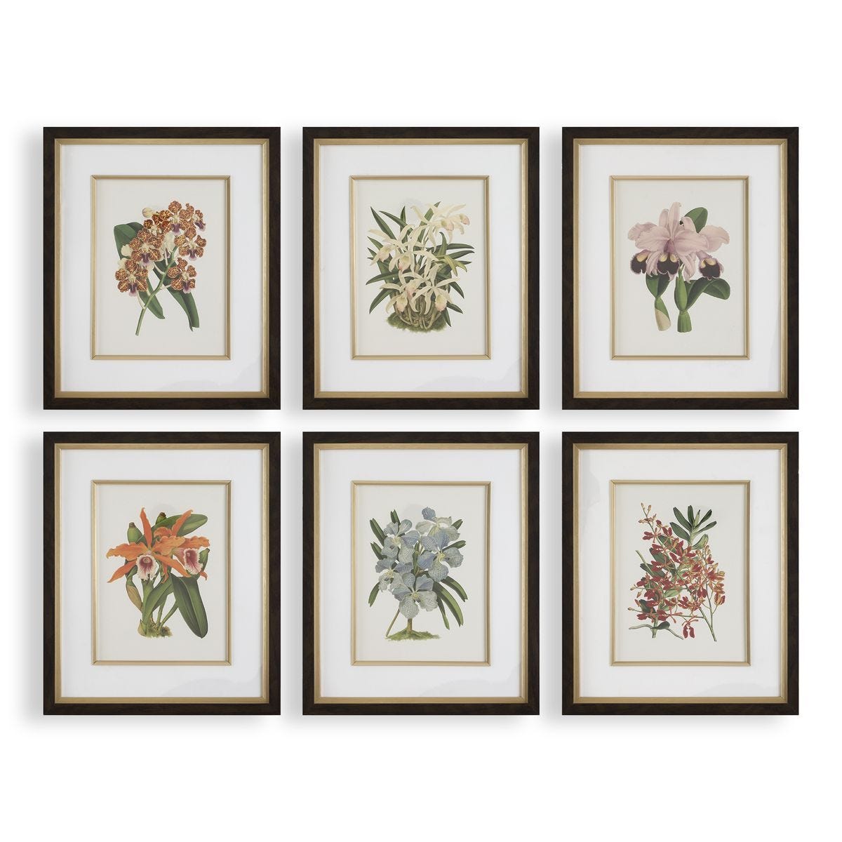 Orchid Botanical Framed Prints, S/6 – Art by Uttermost | Sutter & Vale