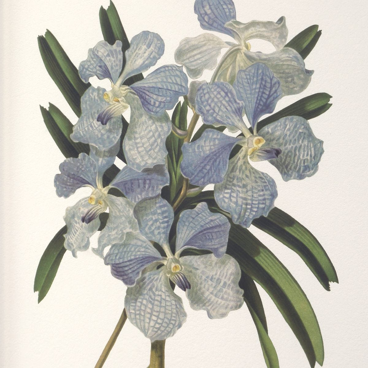 Orchid Botanical Framed Prints, S/6 – Art by Uttermost | Sutter & Vale