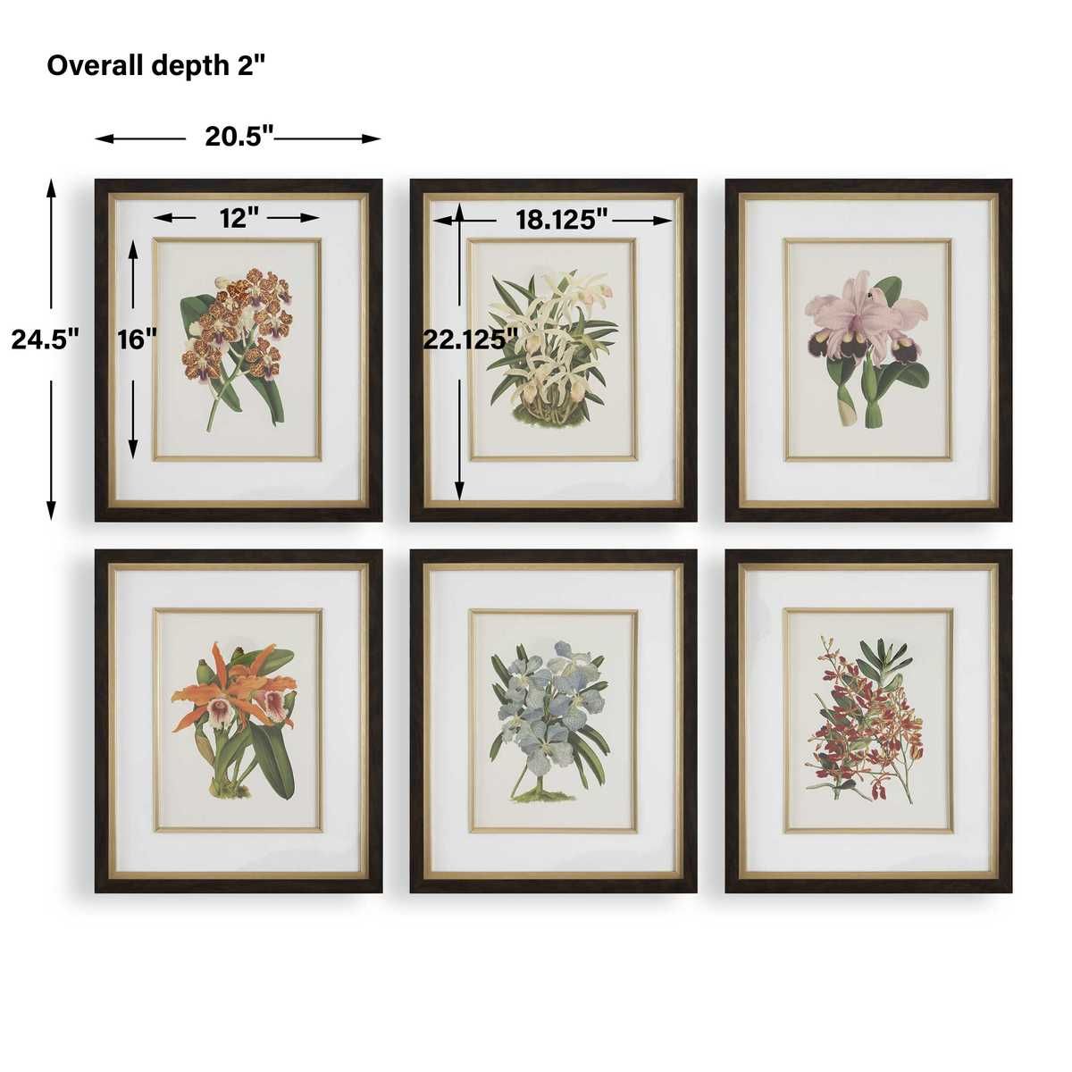 Orchid Botanical Framed Prints, S/6 – Art by Uttermost | Sutter & Vale