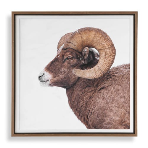 Big Horn Framed Print
