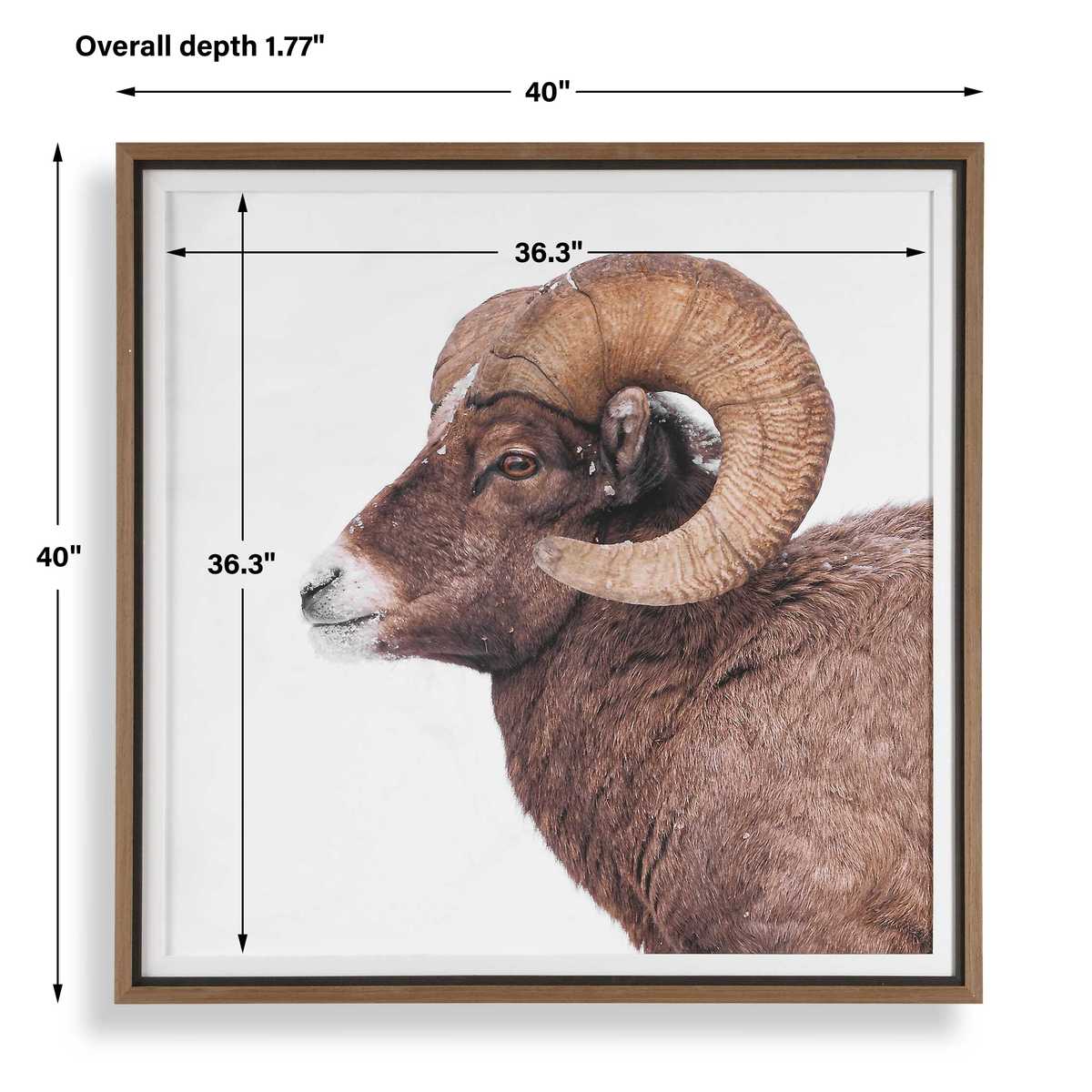 Big Horn Framed Print