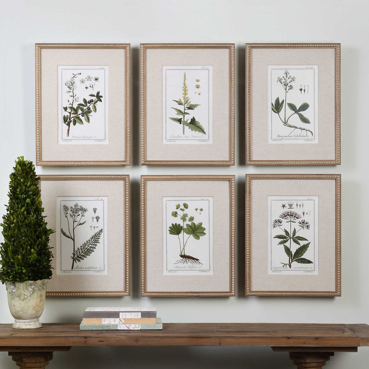 Green Floral Botanical Study Framed Prints, S/6 – Art by Uttermost | Sutter & Vale