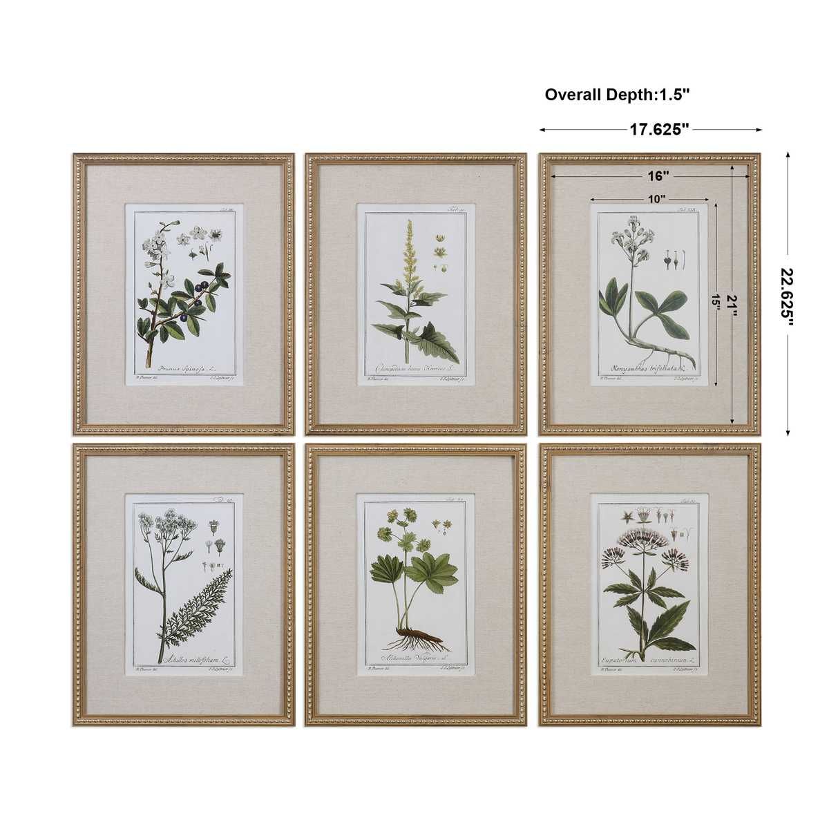 Green Floral Botanical Study Framed Prints, S/6 – Art by Uttermost | Sutter & Vale
