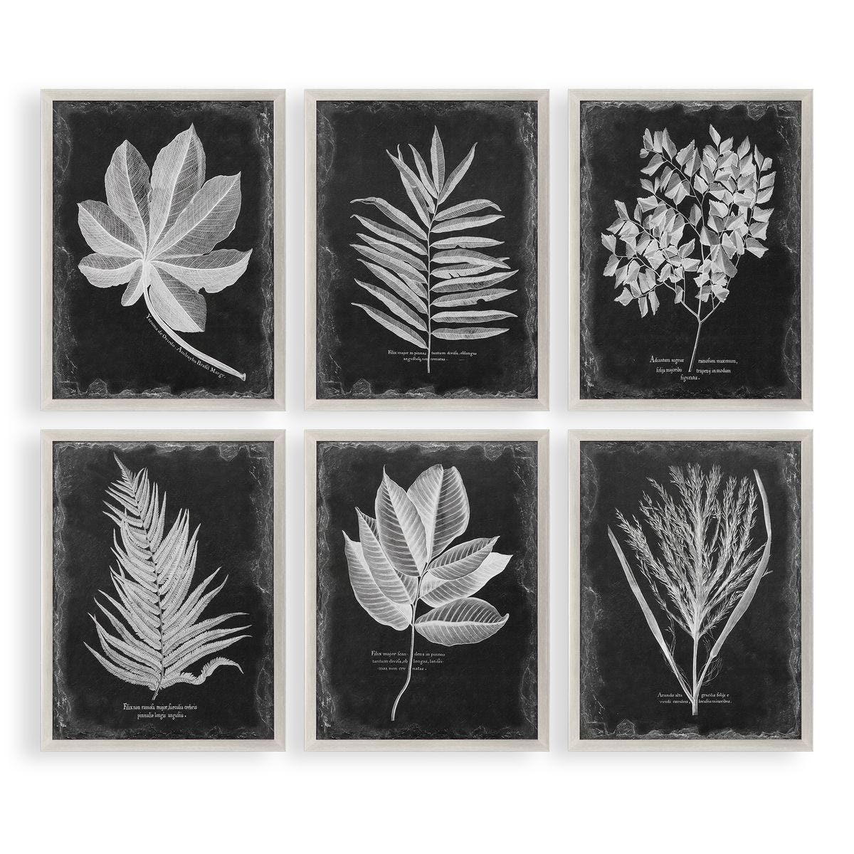 Foliage Framed Prints, S/6 – Art by Uttermost | Sutter & Vale