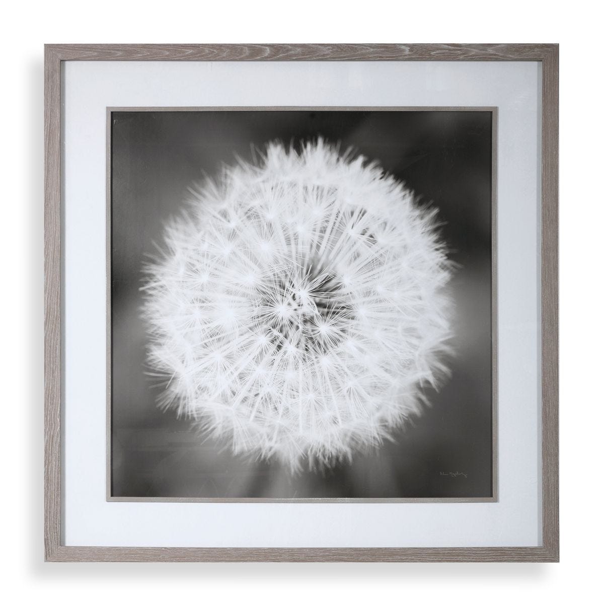 Dandelion Seedhead Framed Print – Art by Uttermost | Sutter & Vale