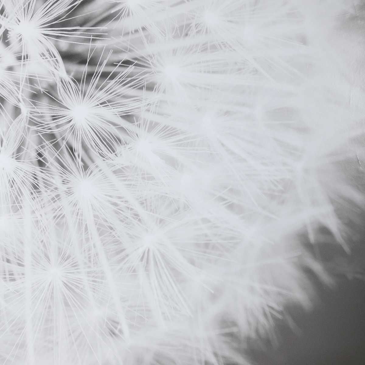 Dandelion Seedhead Framed Print – Art by Uttermost | Sutter & Vale