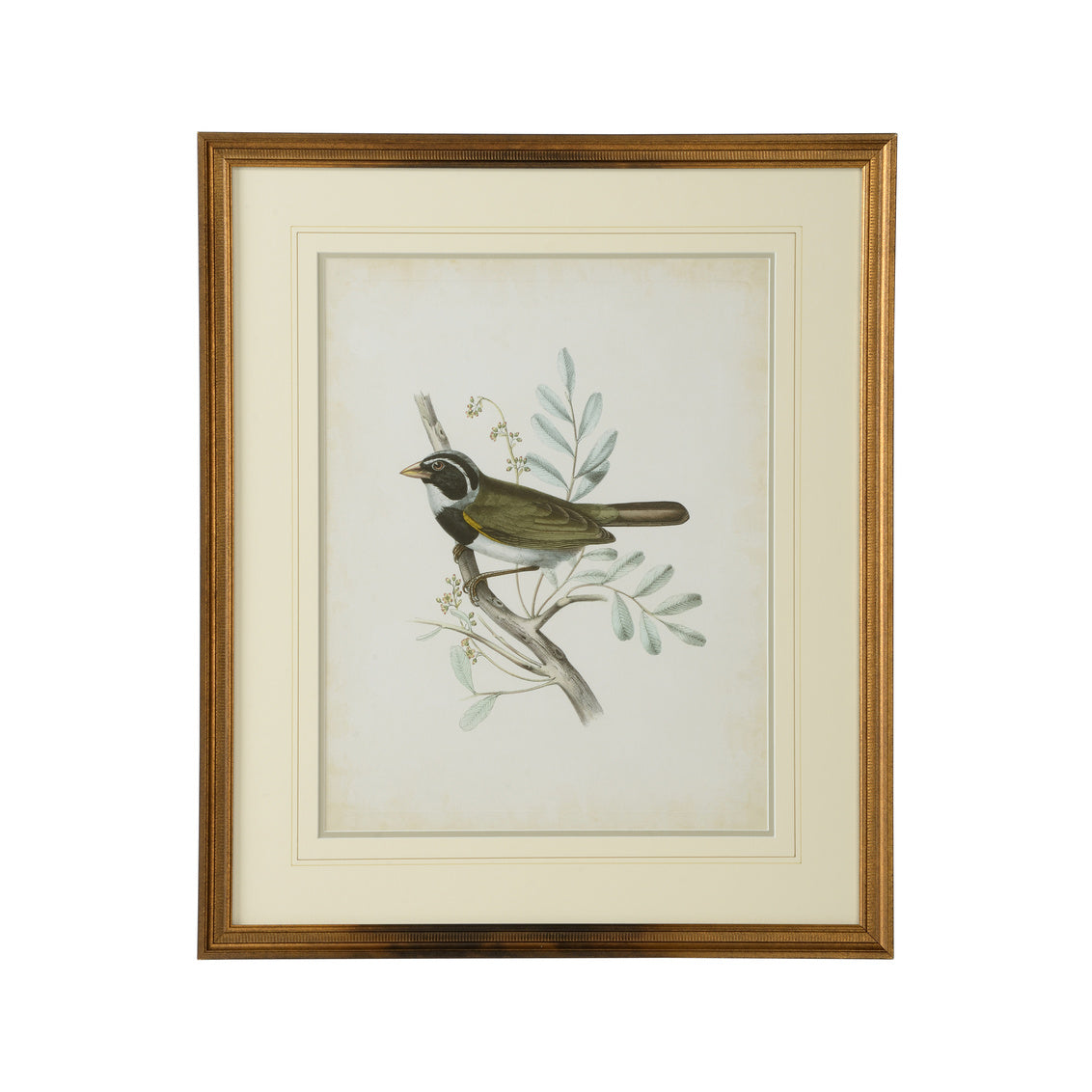 Delicate Birds VI