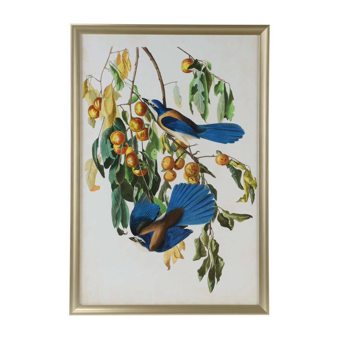 Audubon Blue Jay II in 51h x 35w x 1.25d / Giclee - Chelsea House