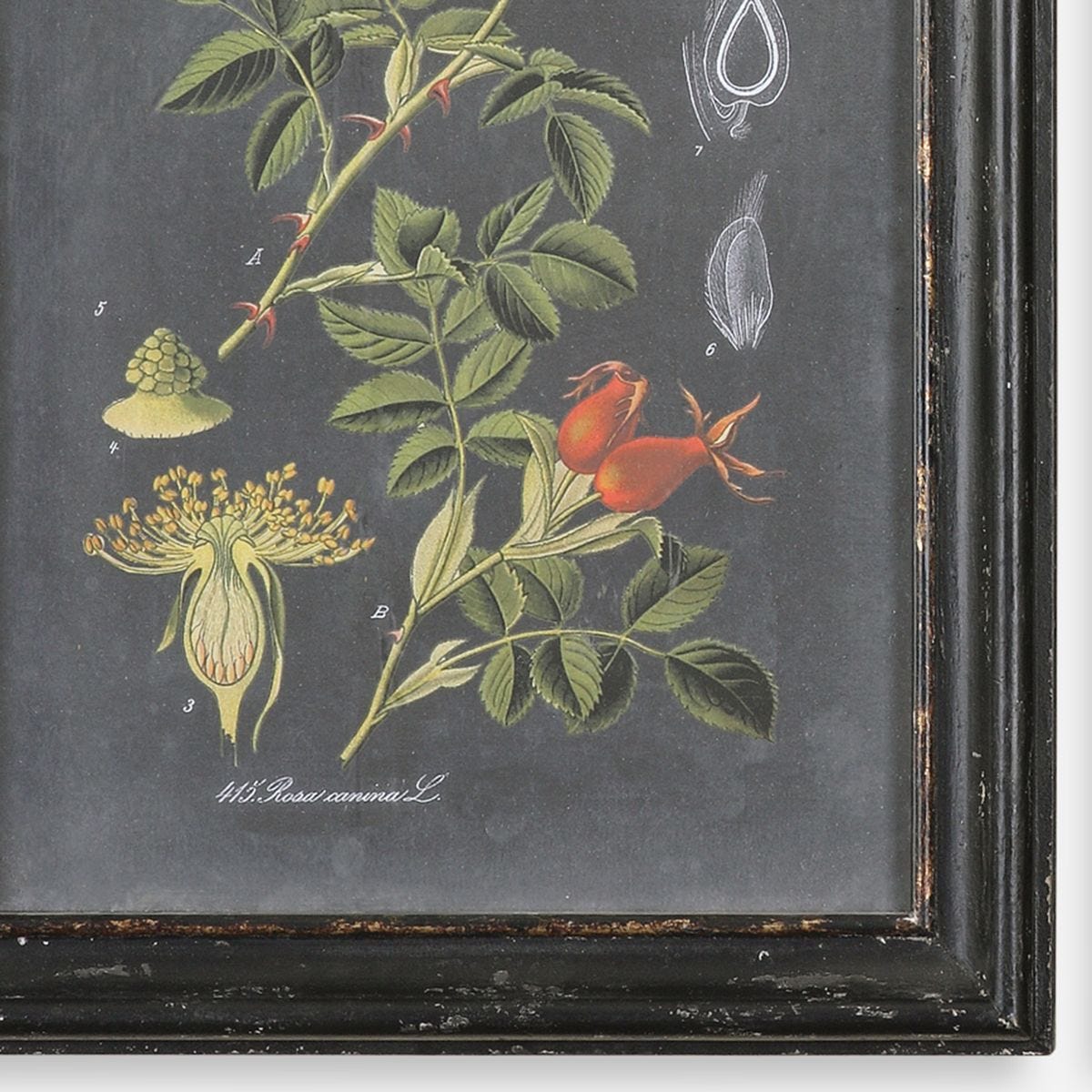 Midnight Botanicals Framed Prints, S/2 – Art by Uttermost | Sutter & Vale