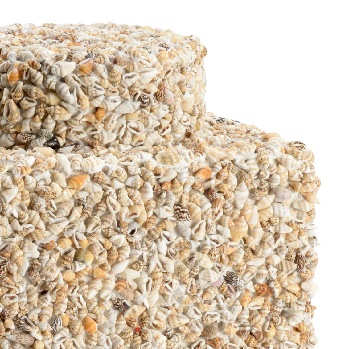 Tea Caddy - Shells in Natural Nassa / Shell - Chelsea House