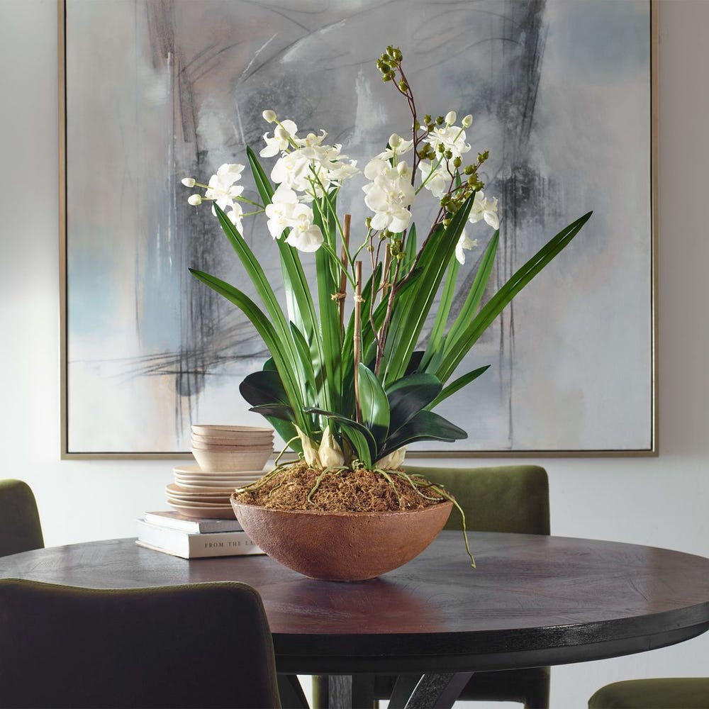 Moth Orchid Planter