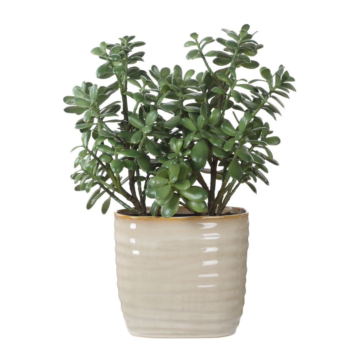 Crassula Jade Accent