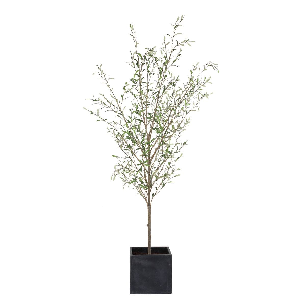Abundance Potted Olive Tree
