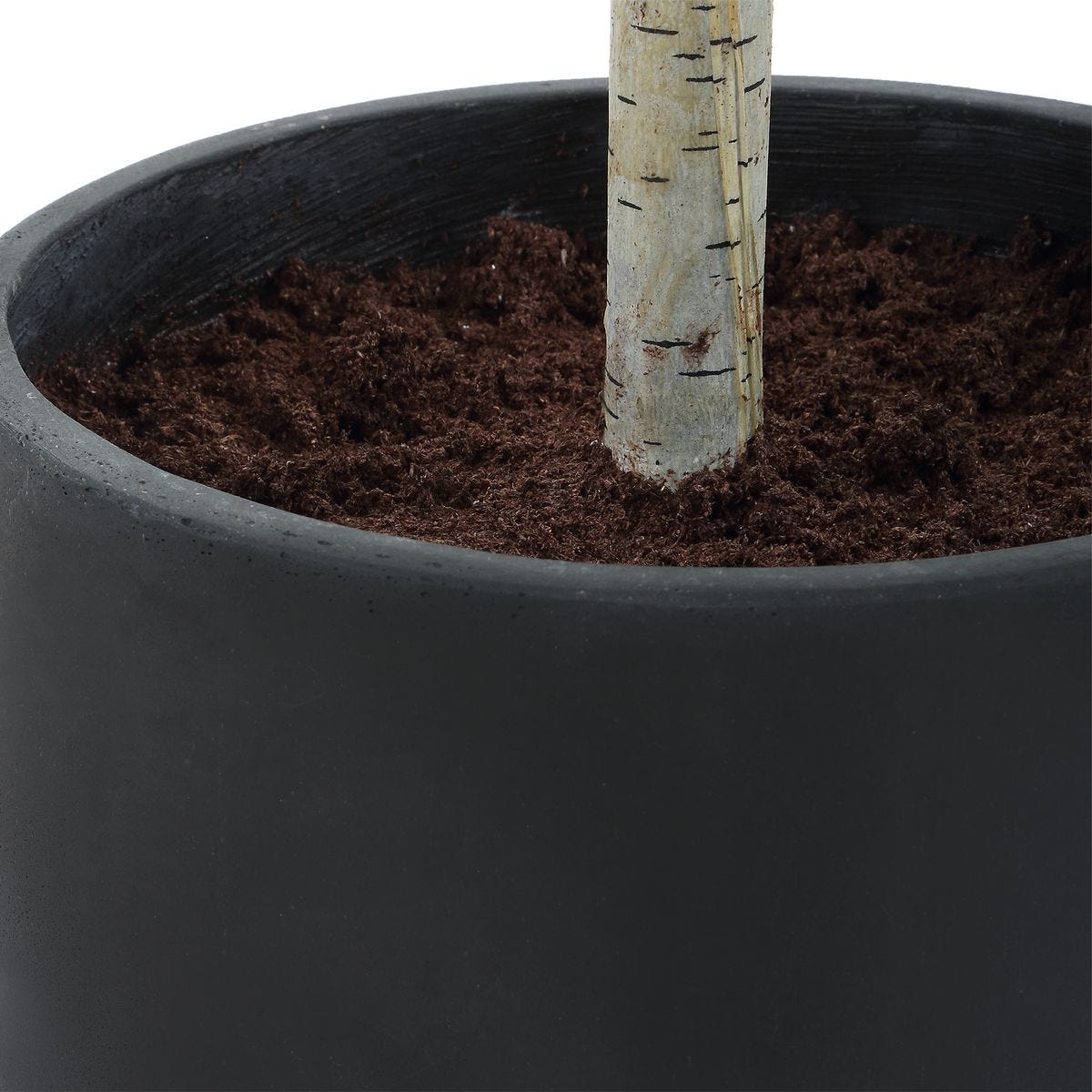 Boreal Potted Birch Tree
