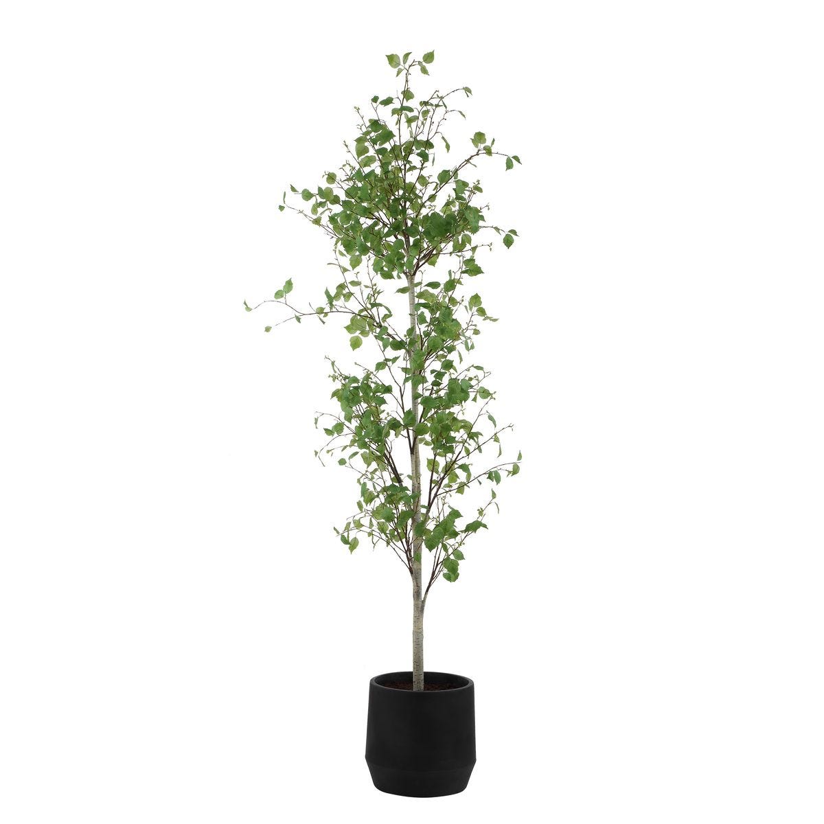 Boreal Potted Birch Tree