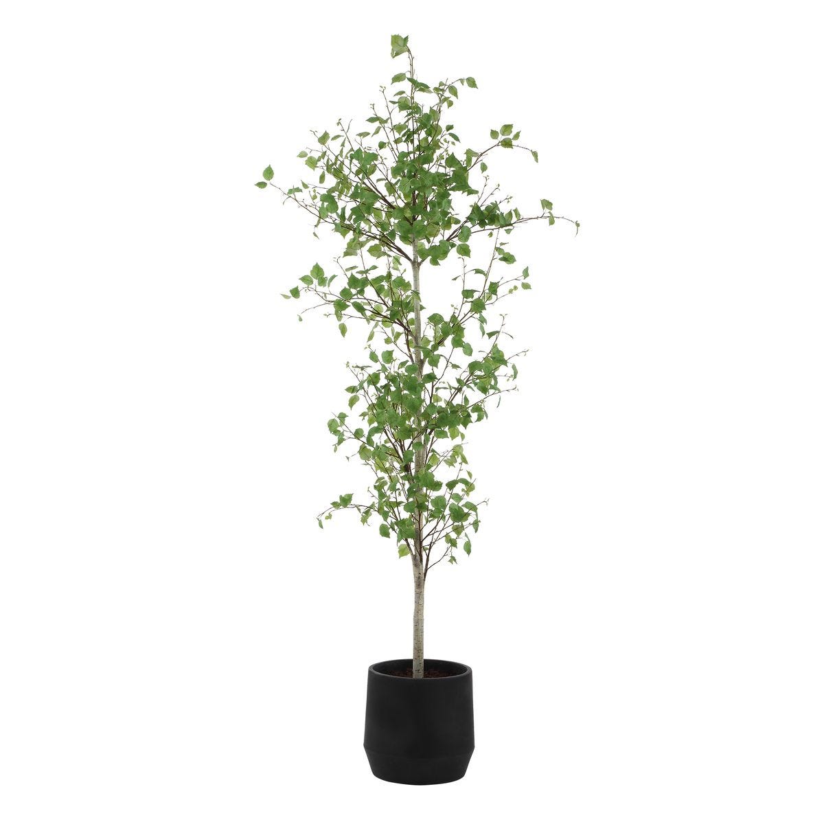 Boreal Potted Birch Tree