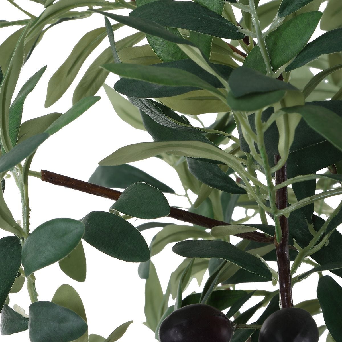 Sonora Olive Tree