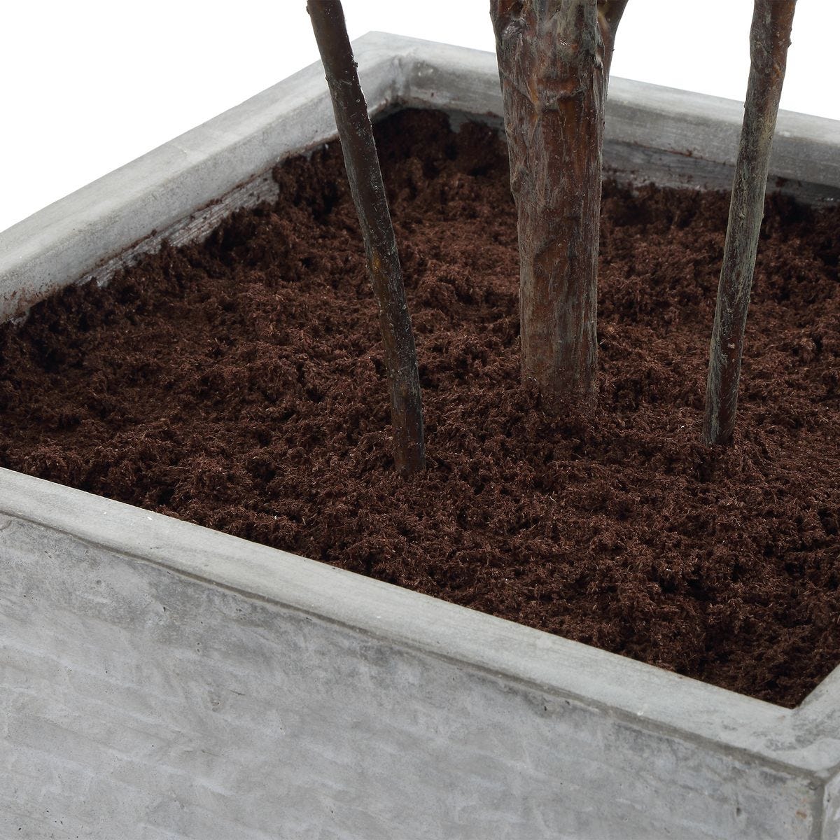 Sonora Olive Tree