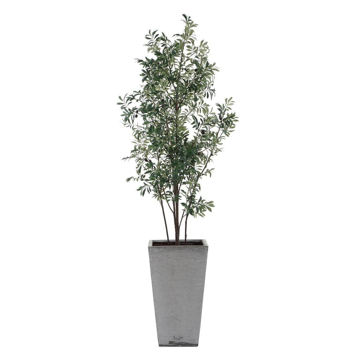 Sonora Olive Tree