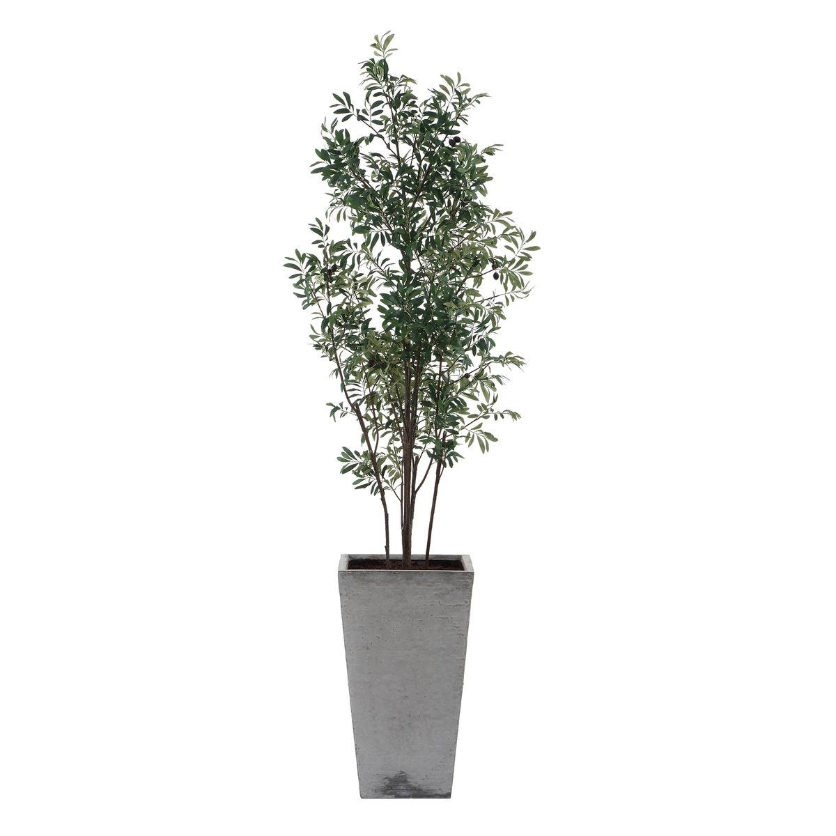 Sonora Olive Tree