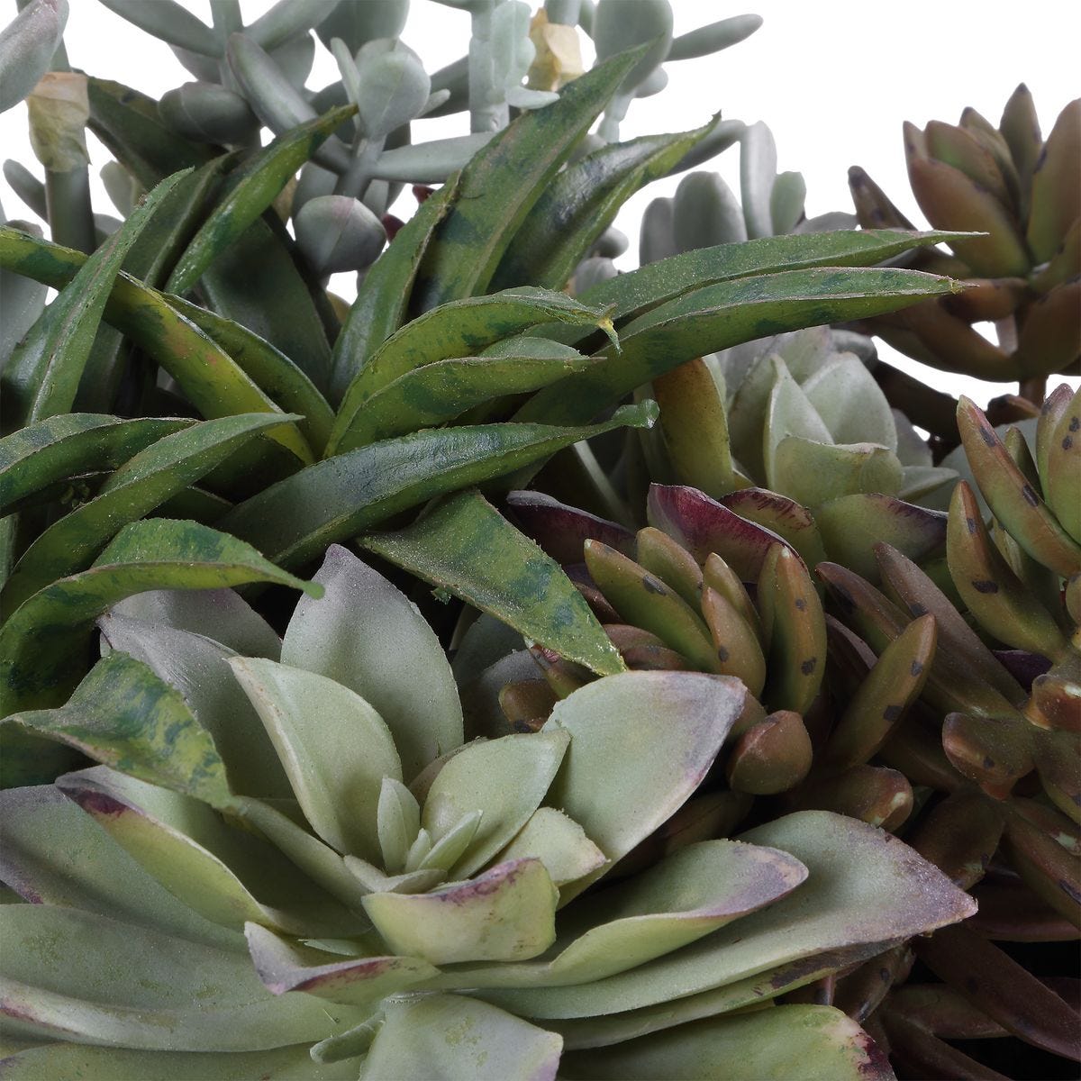 Greystone Indoor-Outdoor Succulent