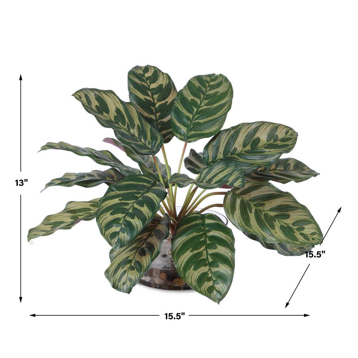 Peacock Plant Accent