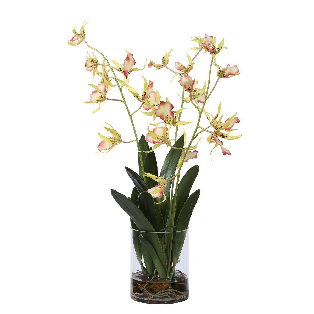 Spider Orchid