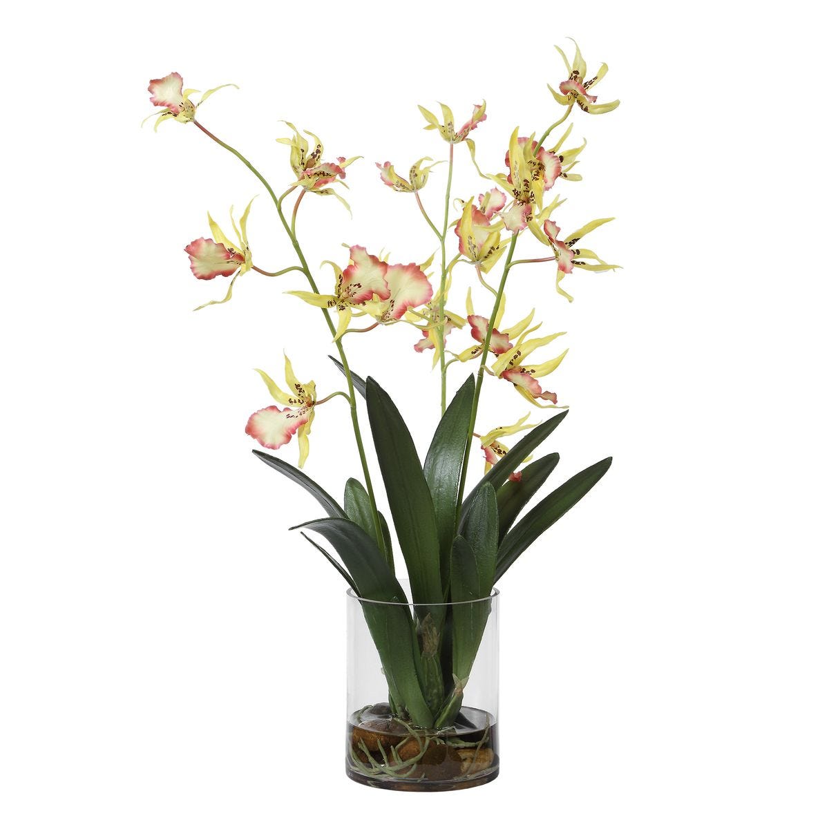 Spider Orchid