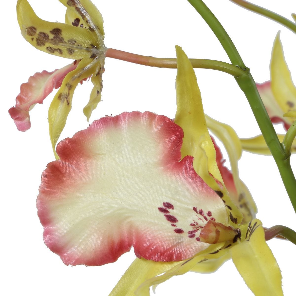 Spider Orchid