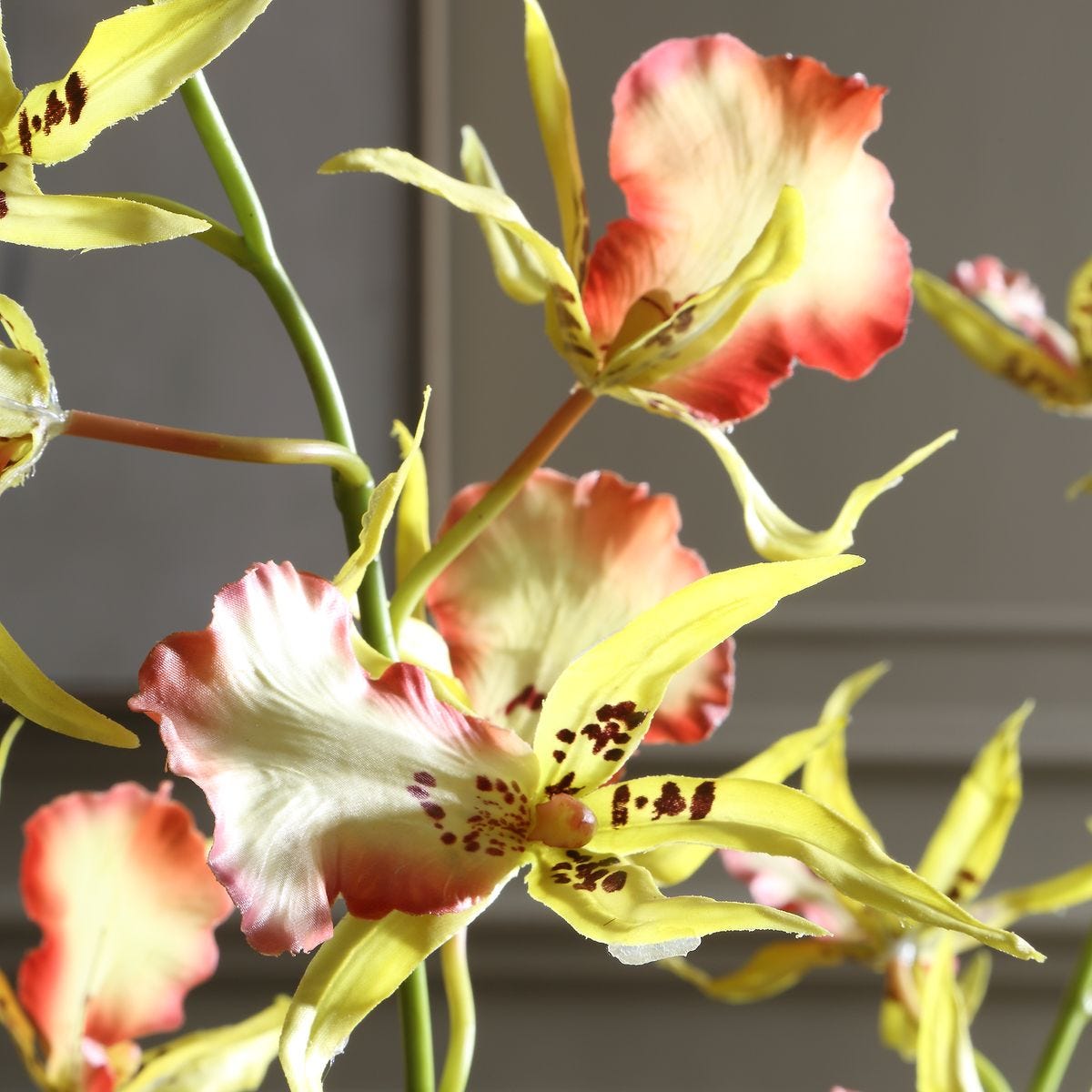 Spider Orchid