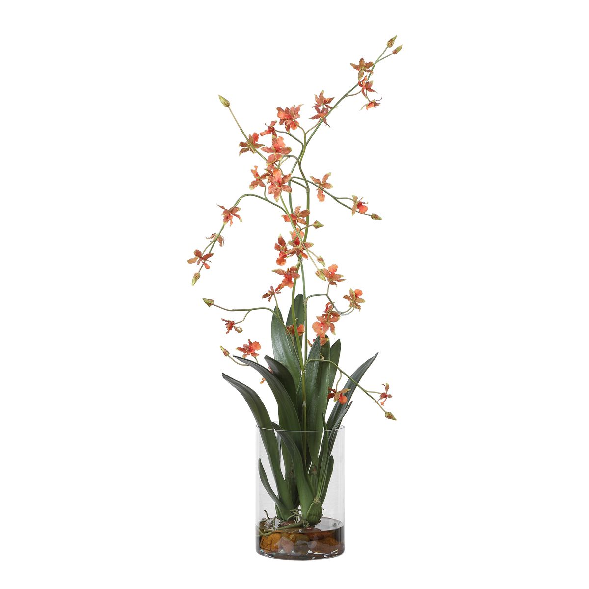 Dancing Orchid