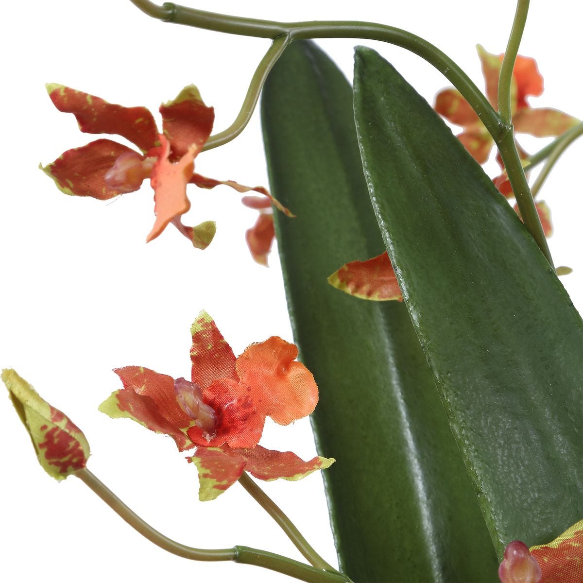 Dancing Orchid