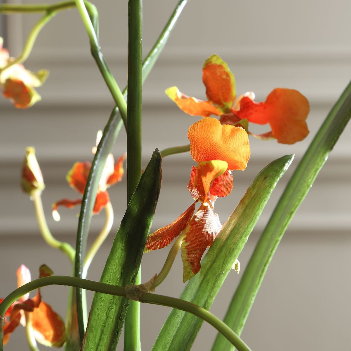 Dancing Orchid