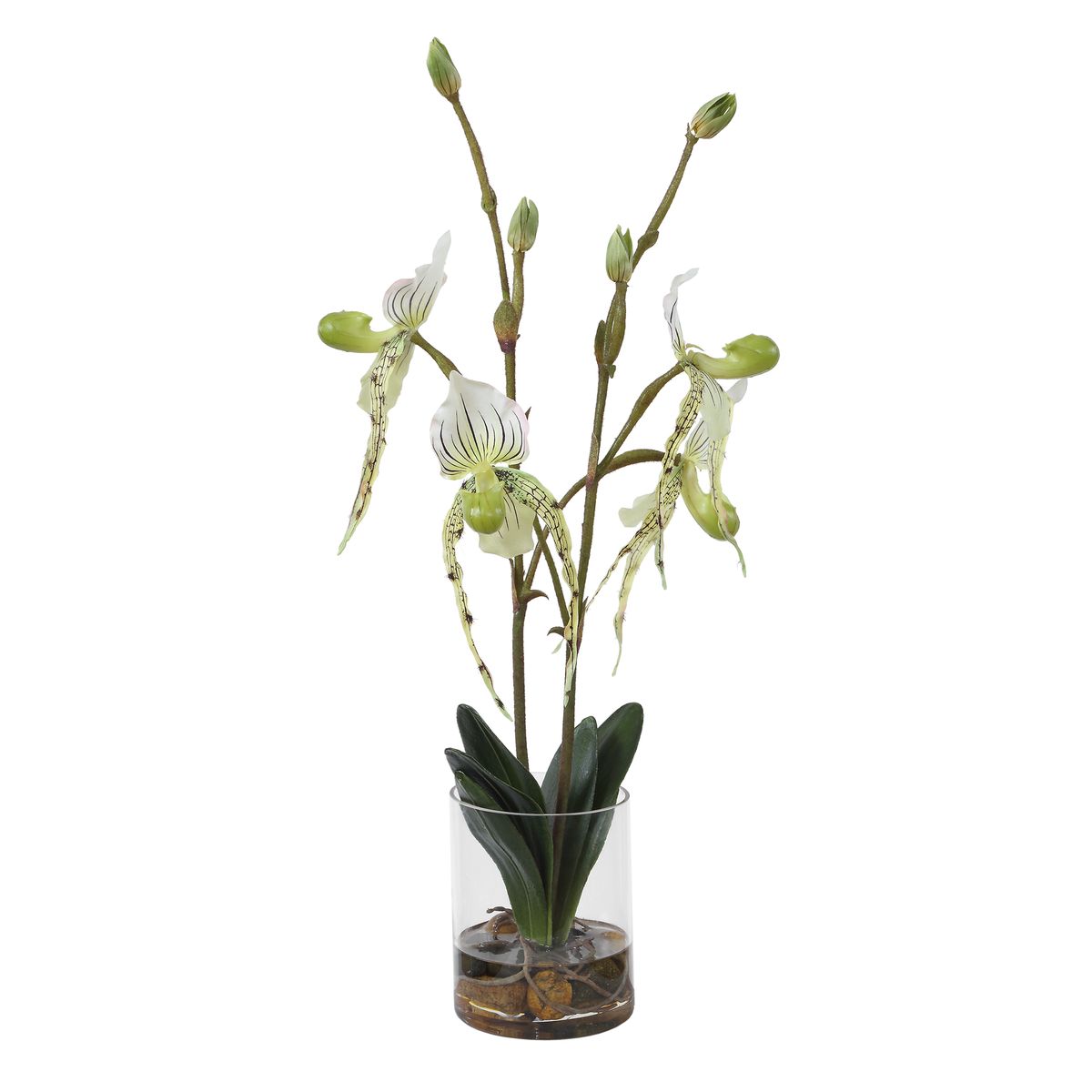 Lady Slipper Orchid