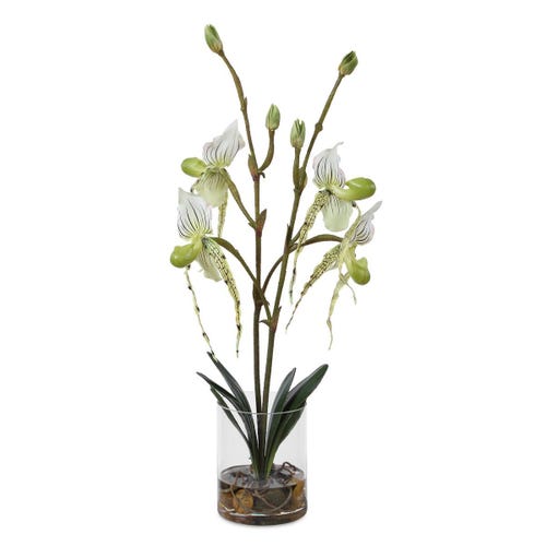 Lady Slipper Orchid