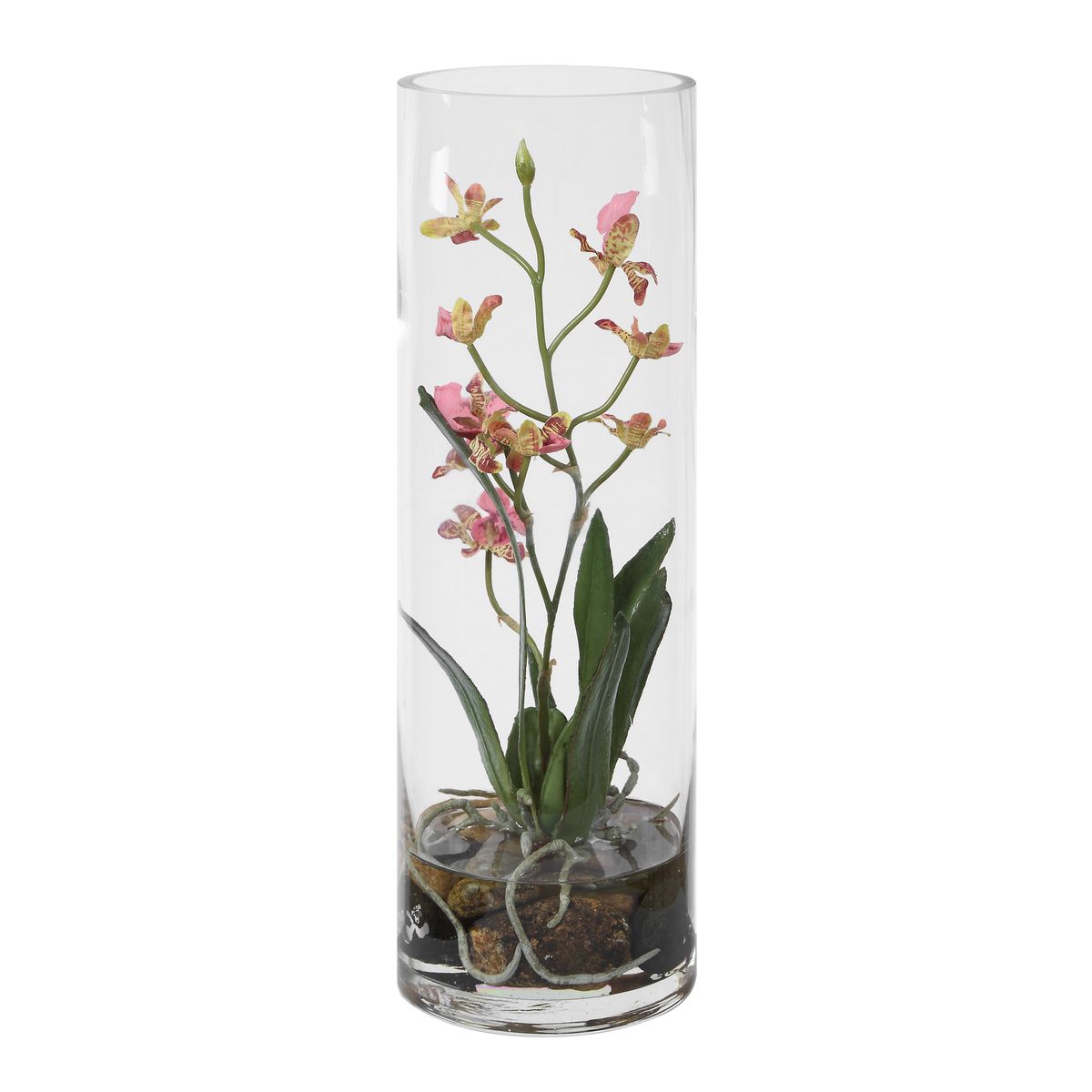 Mariposa Orchid, Pink