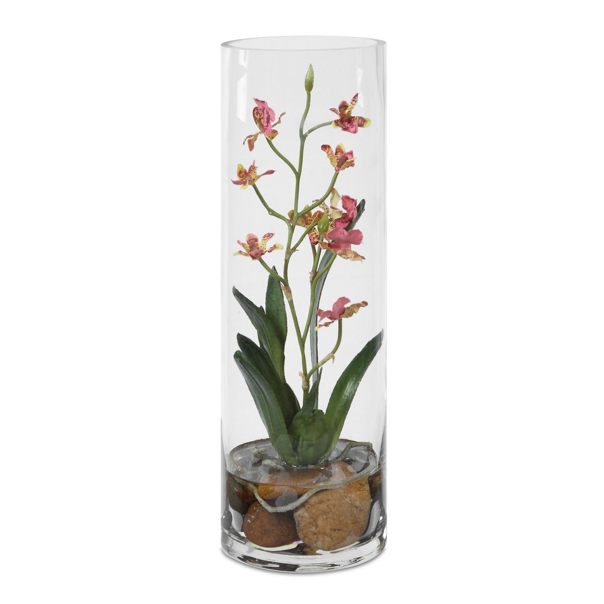 Mariposa Orchid, Pink