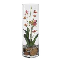 Mariposa Orchid, Pink