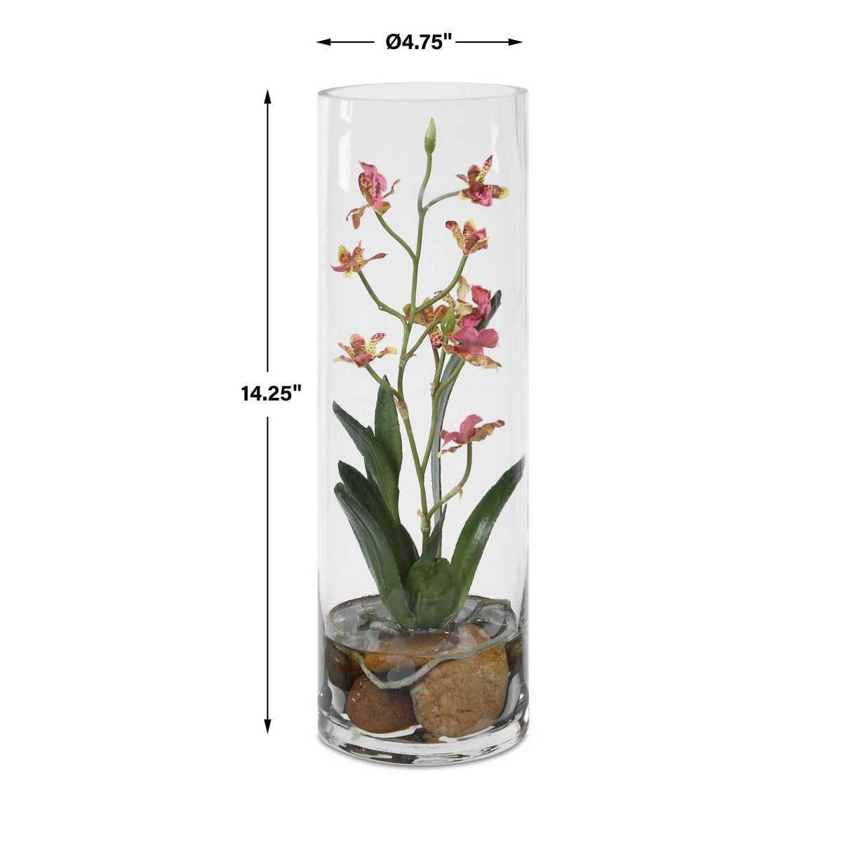 Mariposa Orchid, Pink