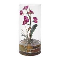 Mariposa Orchid, Fuchsia