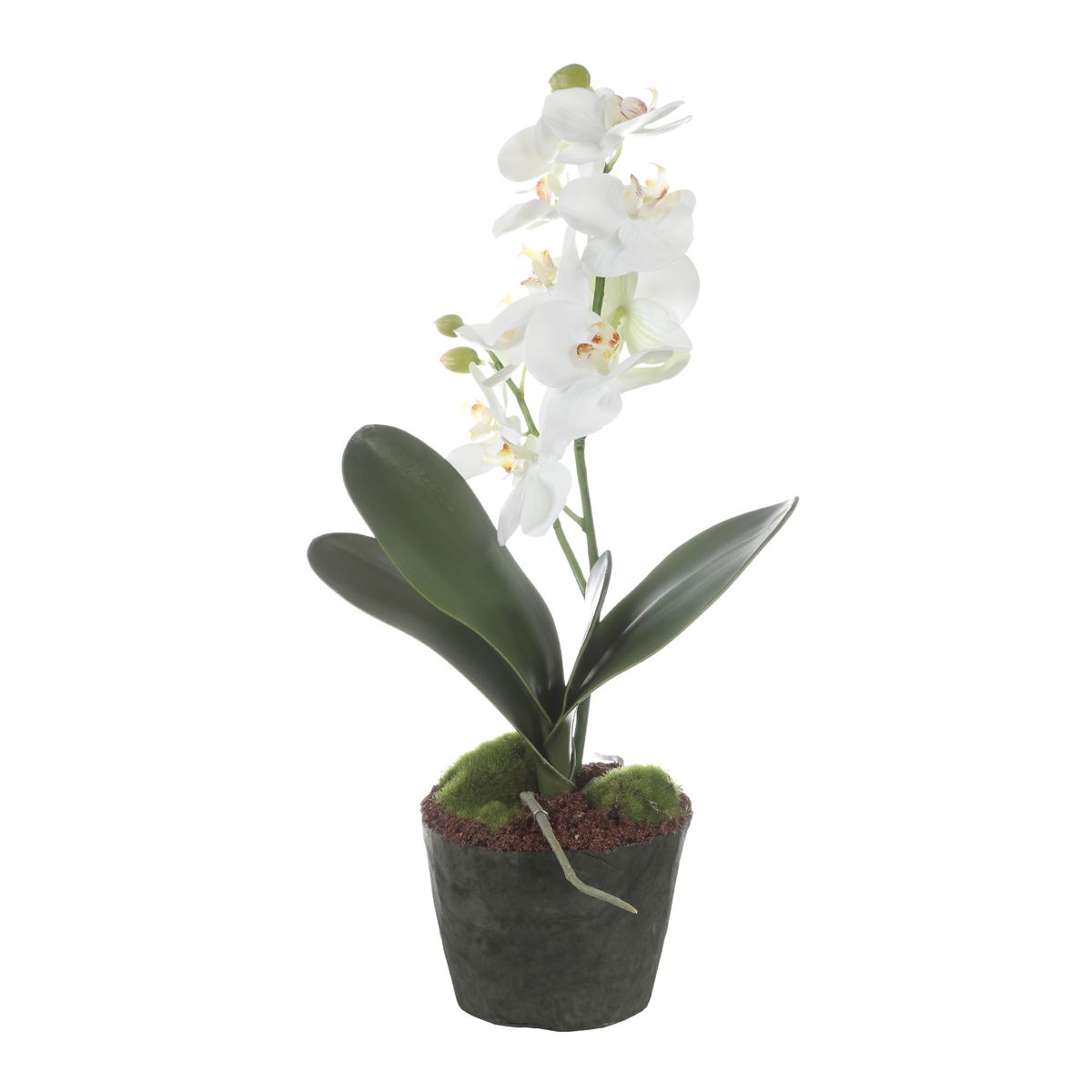 Laris Orchid Drop-In