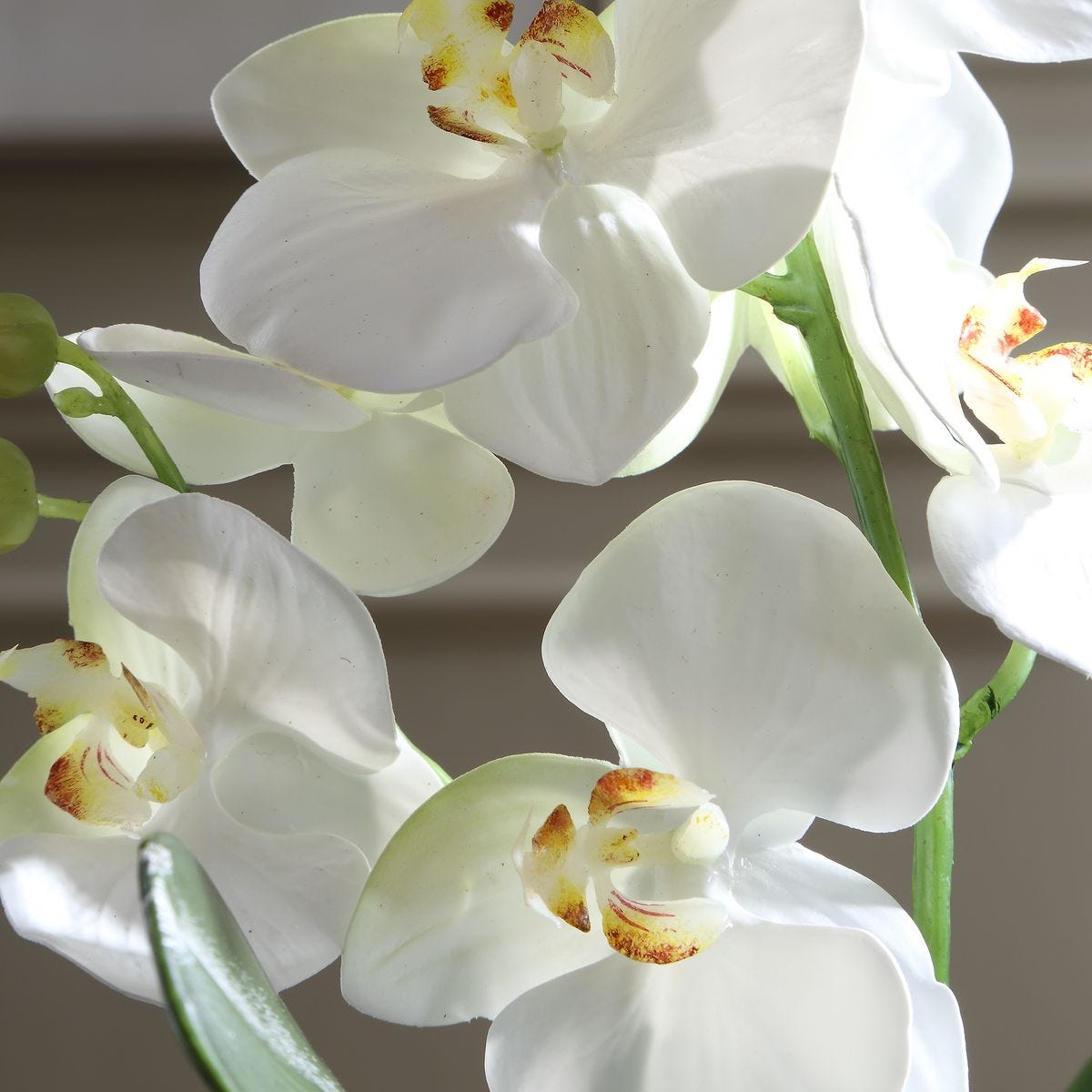 Laris Orchid Drop-In