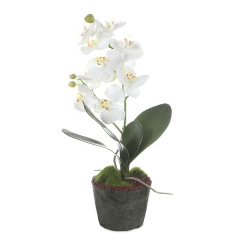Laris Orchid Drop-In