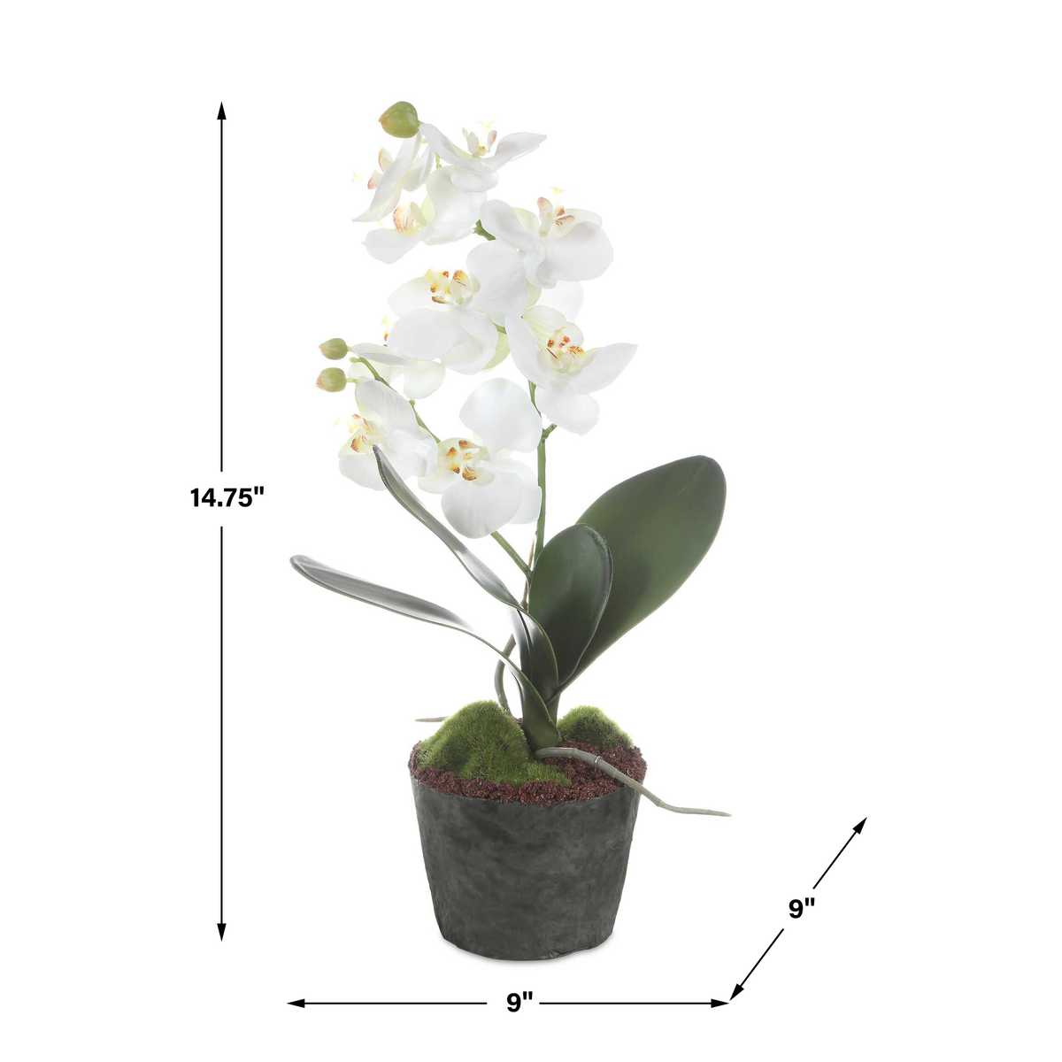 Laris Orchid Drop-In