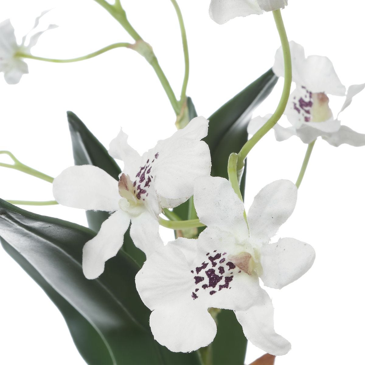 Clovis Orchid Drop-In