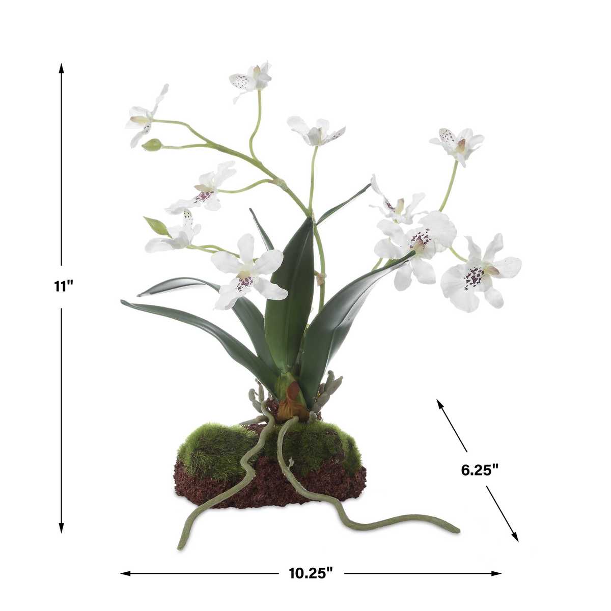 Clovis Orchid Drop-In