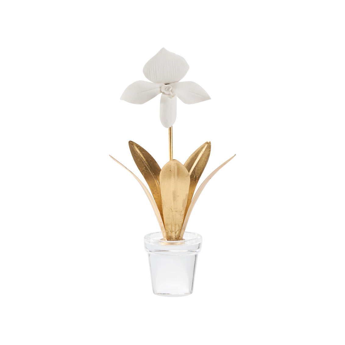 Lady Slipper Orchid