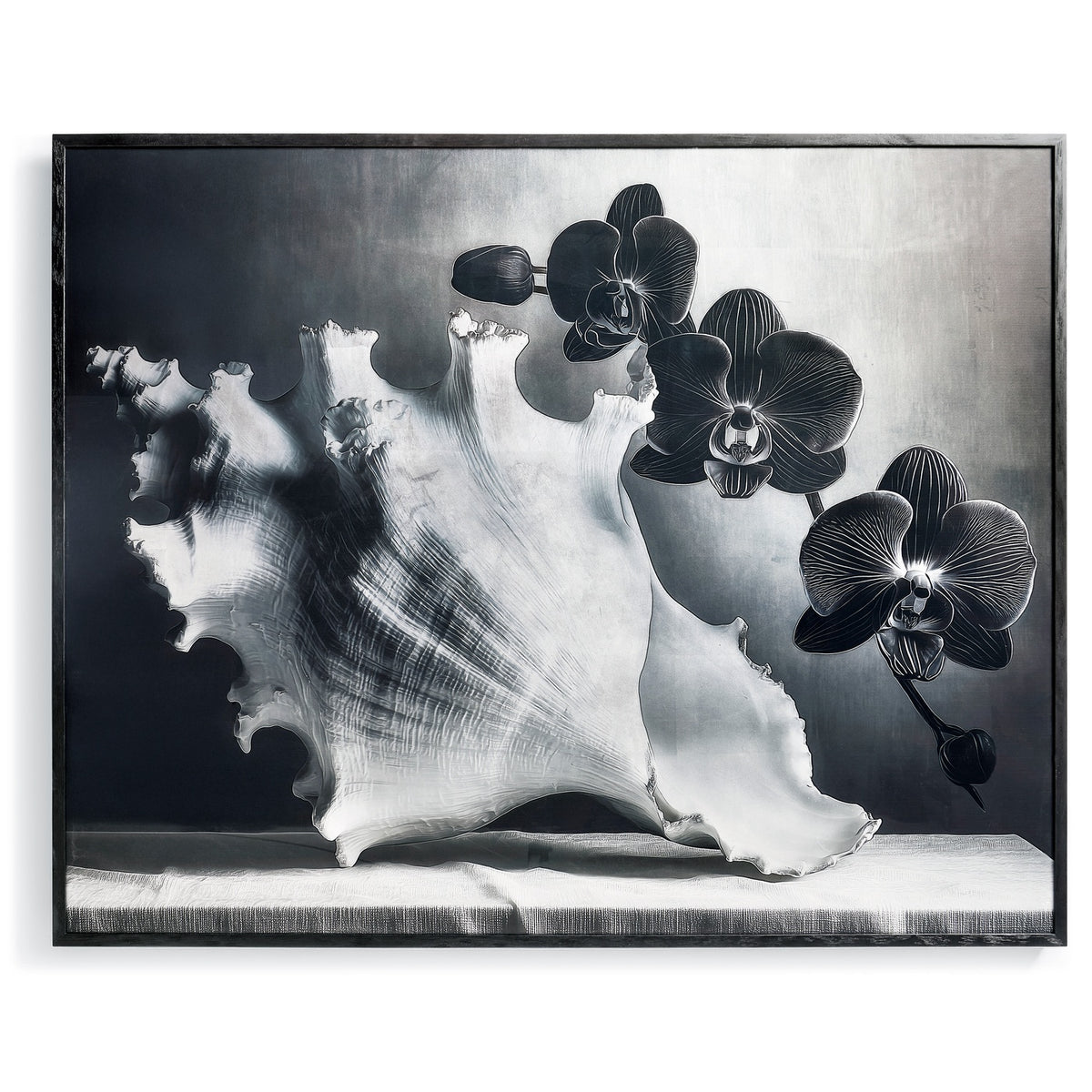 Silver Conch